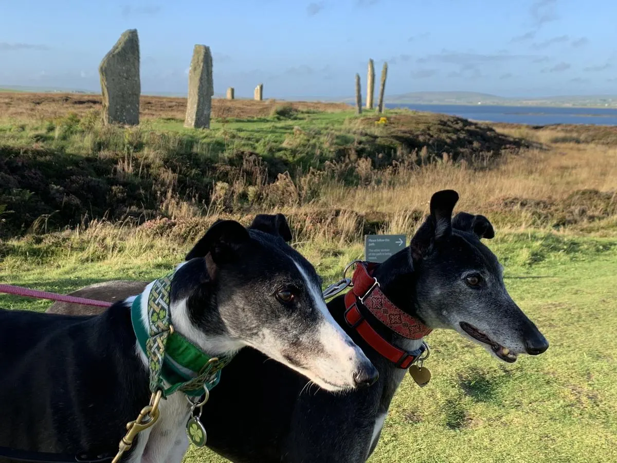 Paddy and Pearl at the Ring of Brodgar. The expressions reflect the large number of rabbits there.